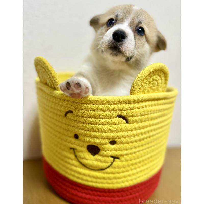 商談中の千葉県のウェルシュコーギーペンブローク-417429の6枚目