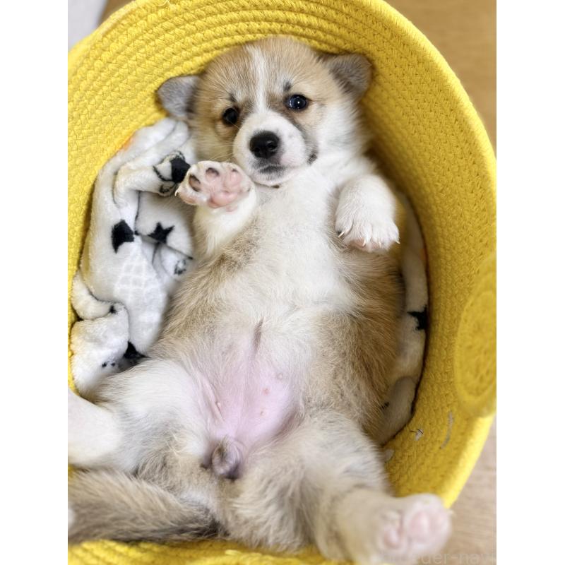 商談中の千葉県のウェルシュコーギーペンブローク-417429の5枚目