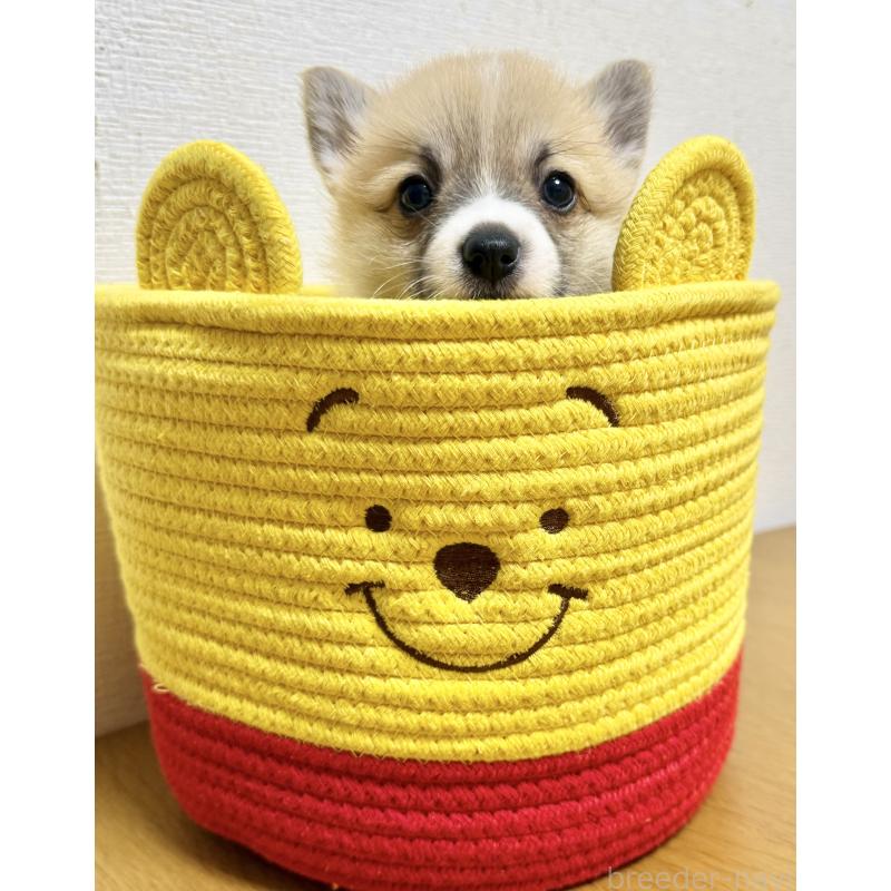 商談中の千葉県のウェルシュコーギーペンブローク-417637の7枚目