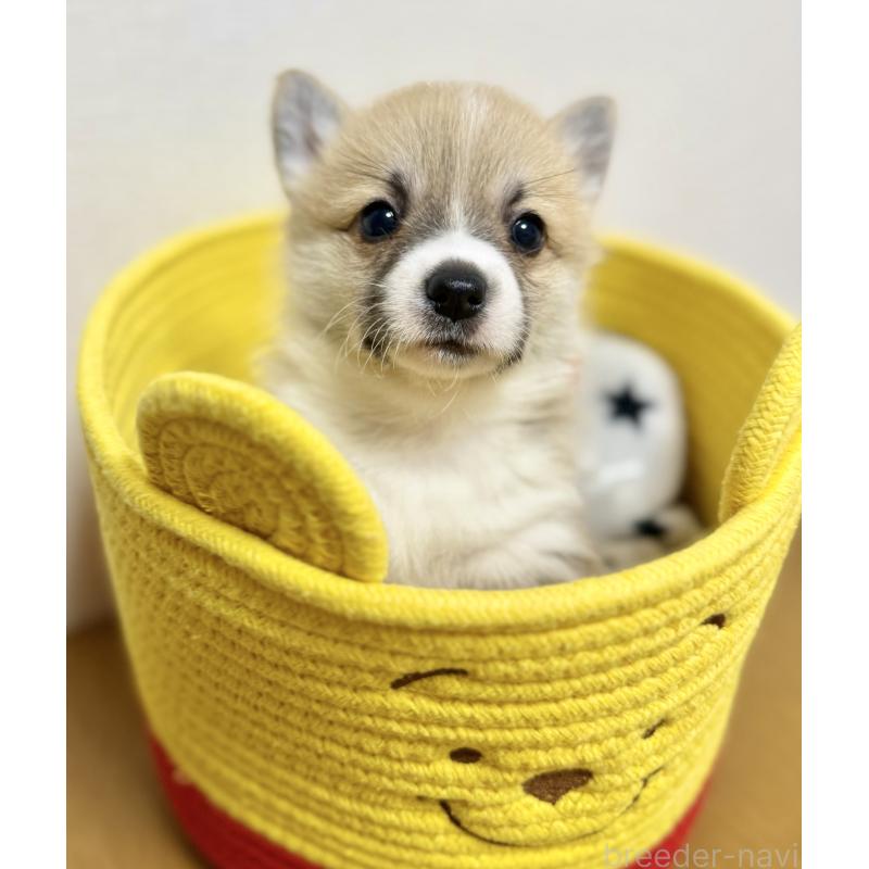 商談中の千葉県のウェルシュコーギーペンブローク-417637の6枚目