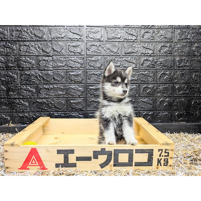 販売中の愛媛県のミックス犬-422008の1枚目