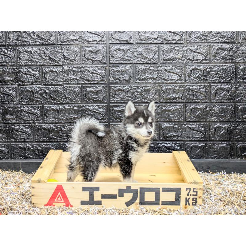 販売中の愛媛県のミックス犬-422008の3枚目