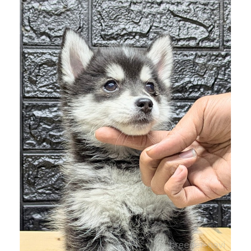 販売中の愛媛県のミックス犬-422008の2枚目