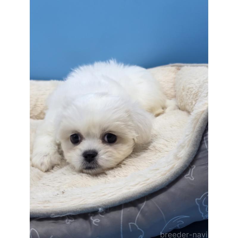 販売中の静岡県のミックス犬-419682の13枚目