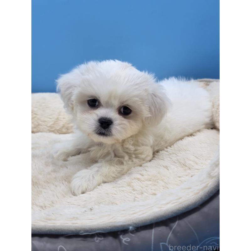 販売中の静岡県のミックス犬-419682の12枚目