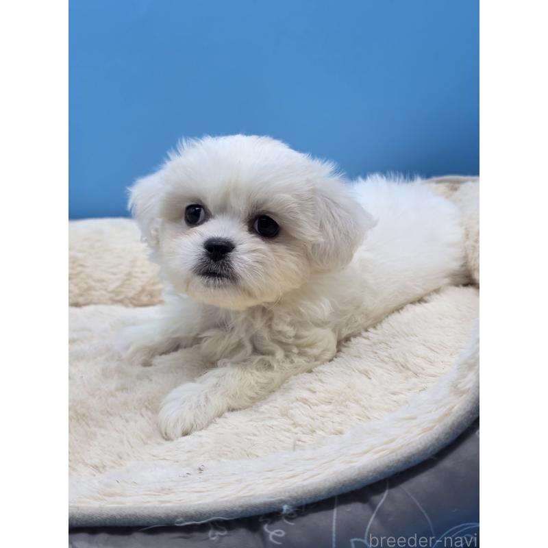 販売中の静岡県のミックス犬-419682の11枚目