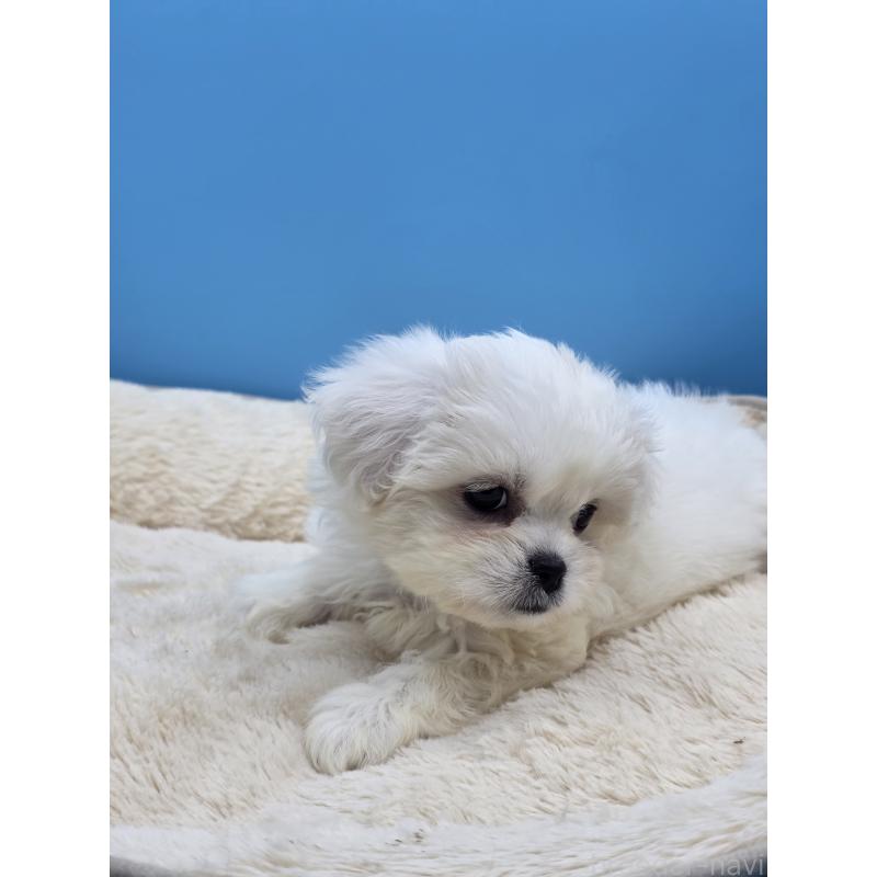 販売中の静岡県のミックス犬-419682の10枚目