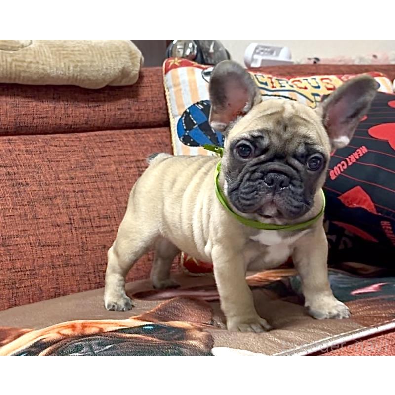 販売中の三重県のフレンチブルドッグ-417863の5枚目