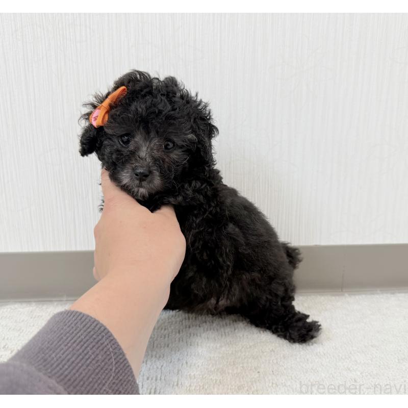 成約済の埼玉県のトイプードル-414790の5枚目