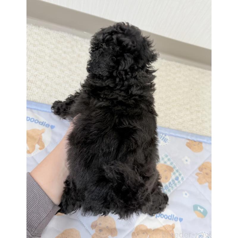 成約済の埼玉県のトイプードル-414790の3枚目