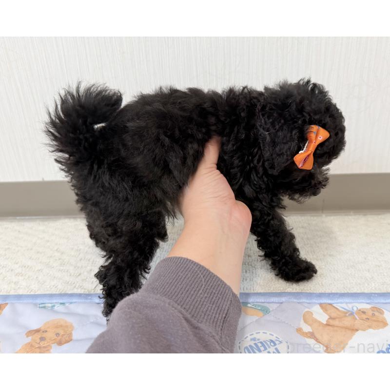 成約済の埼玉県のトイプードル-414790の2枚目