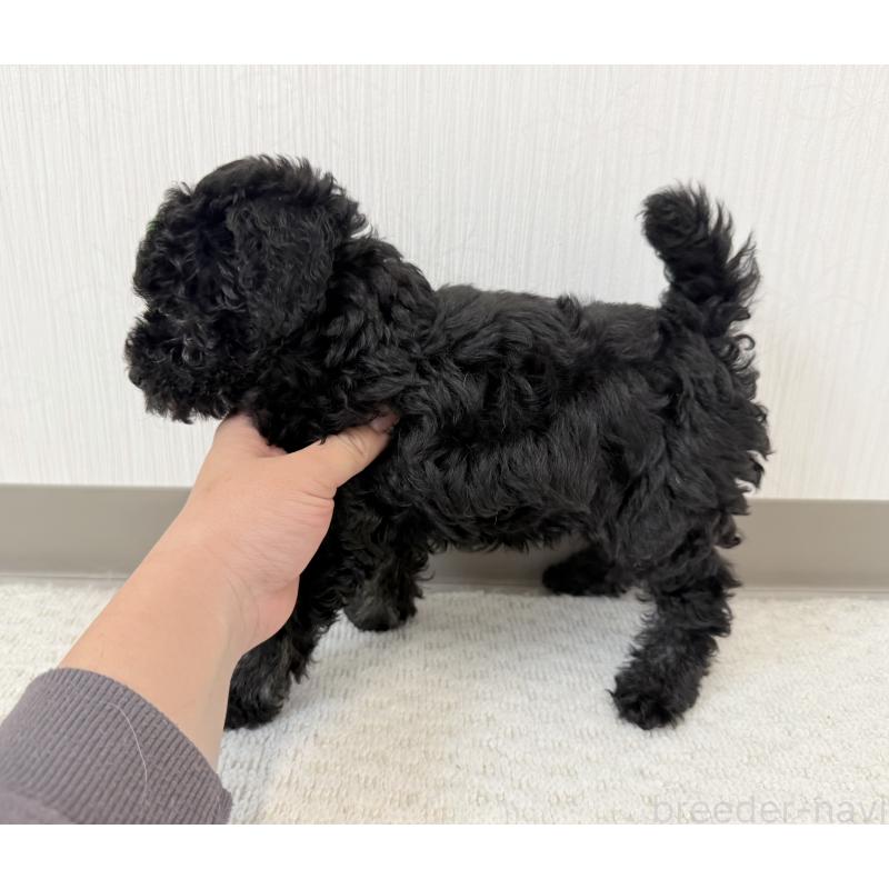 販売中の埼玉県のトイプードル-414792の5枚目