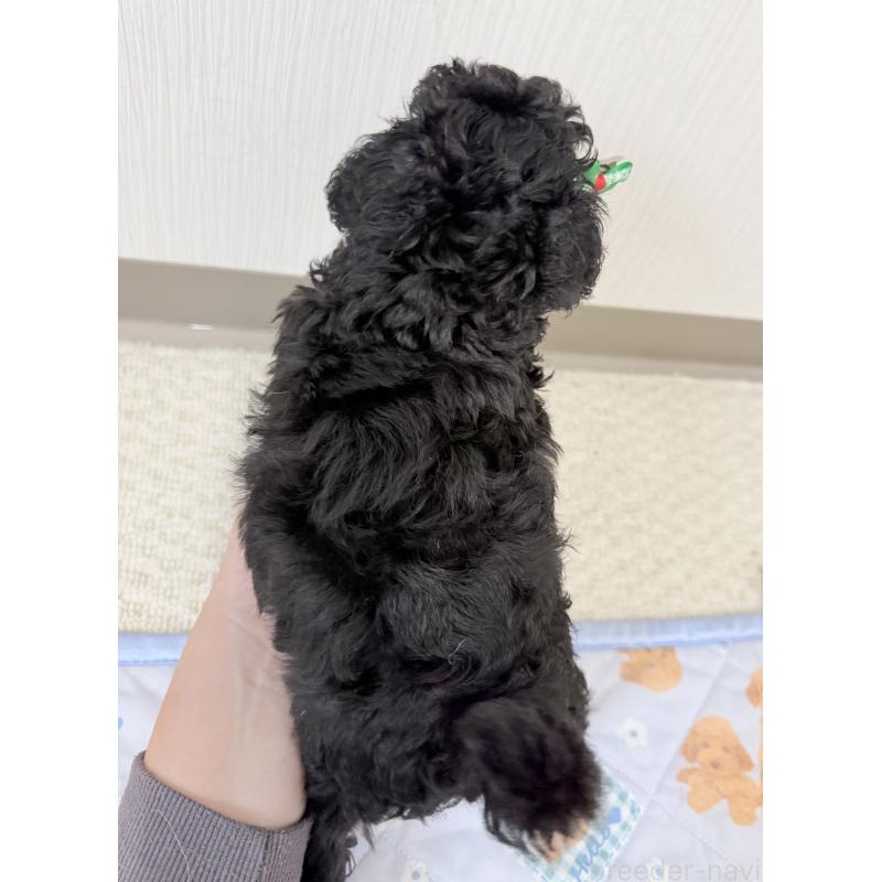 販売中の埼玉県のトイプードル-414792の4枚目