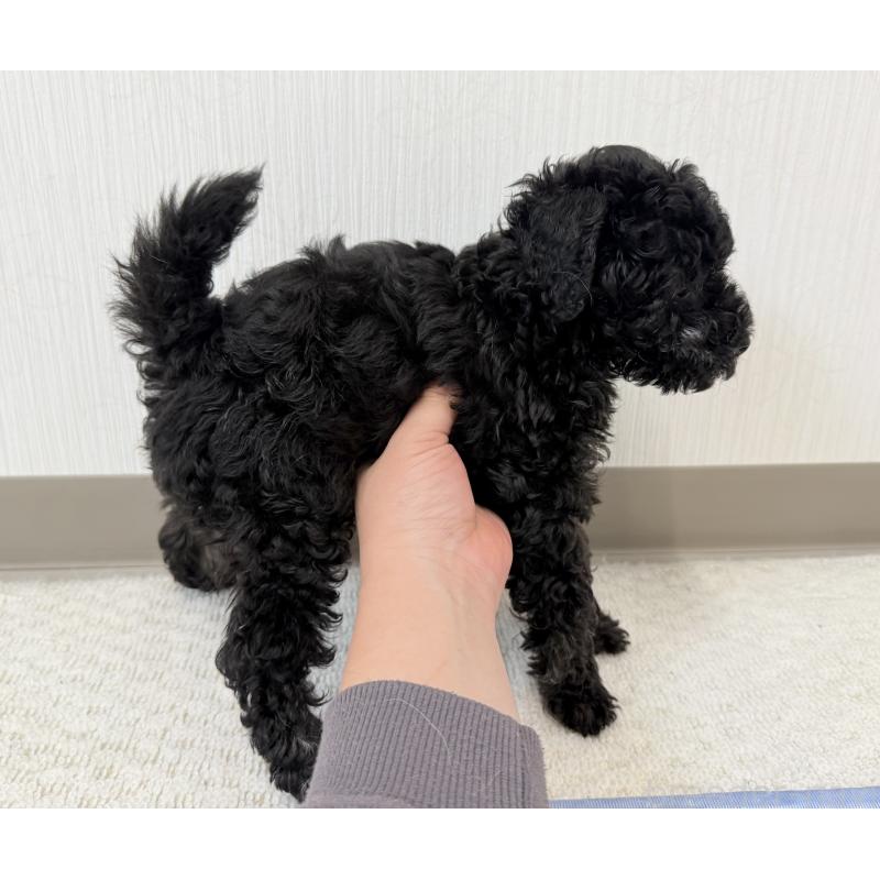 販売中の埼玉県のトイプードル-414792の3枚目