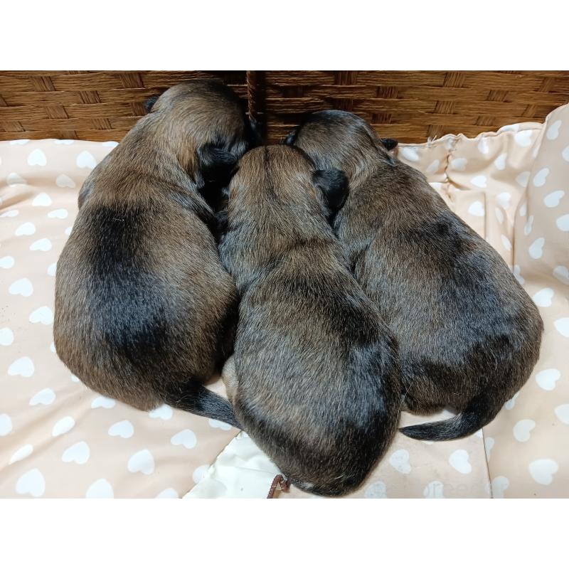 販売中の千葉県のチワワ(ロングコート)-419082の4枚目