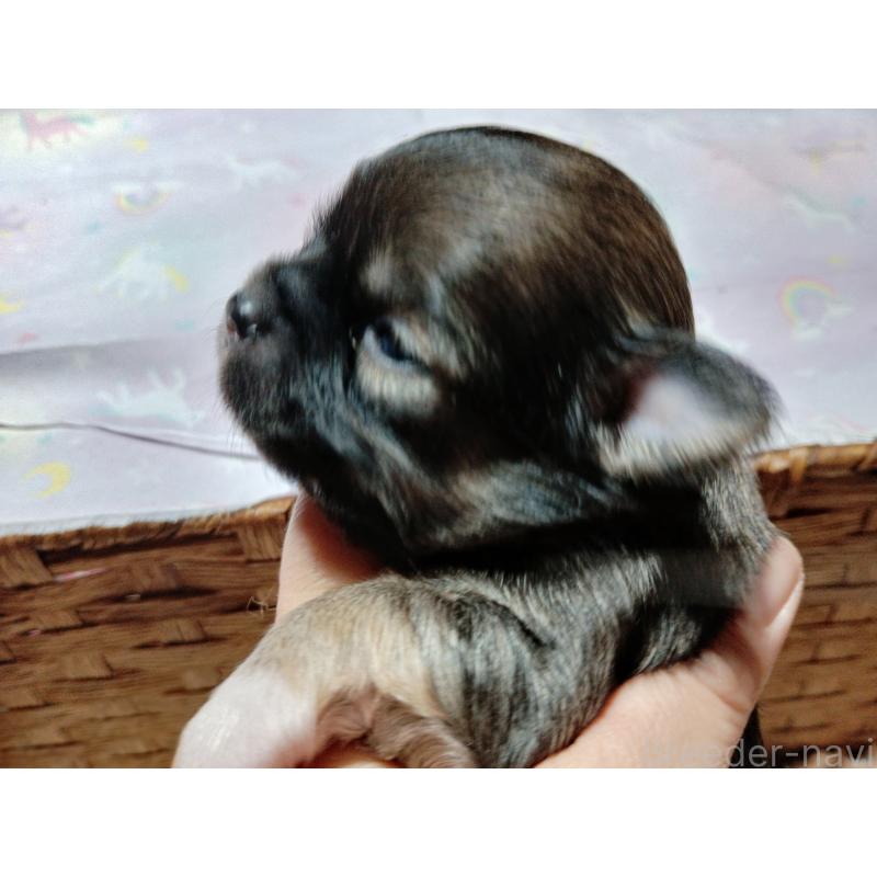 販売中の千葉県のチワワ(ロングコート)-419082の3枚目