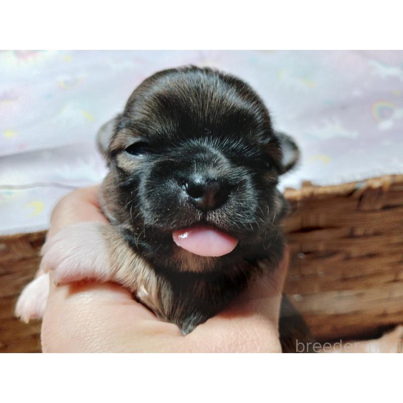 販売中の千葉県のチワワ(ロングコート)-419082の2枚目