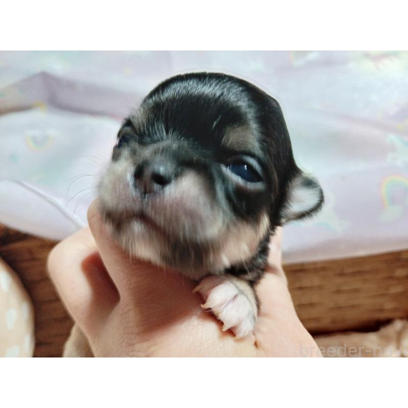 販売中の千葉県のチワワ(ロングコート)-419078の8枚目