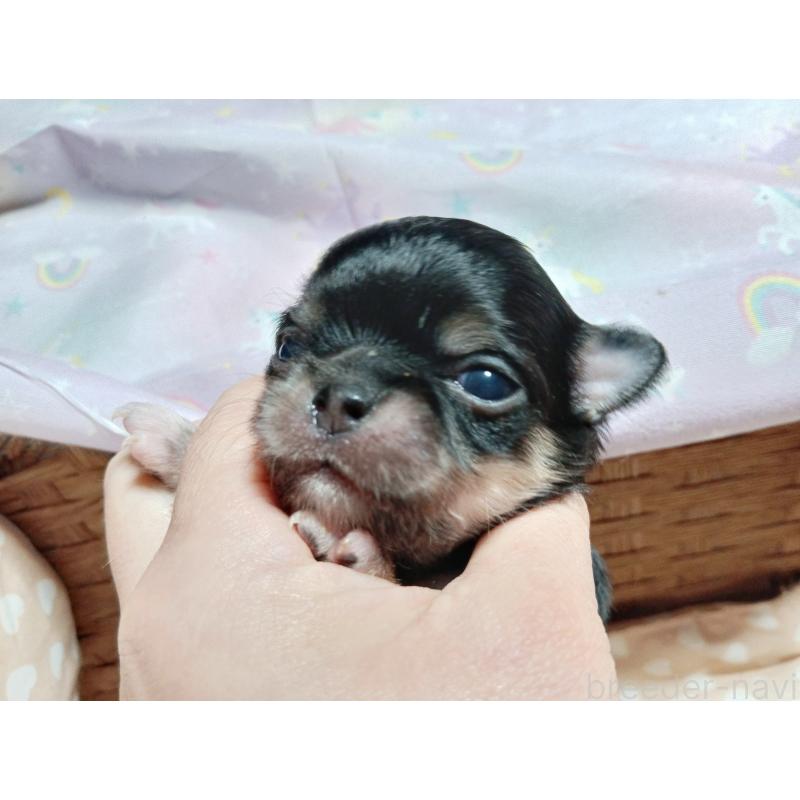 販売中の千葉県のチワワ(ロングコート)-419078の7枚目