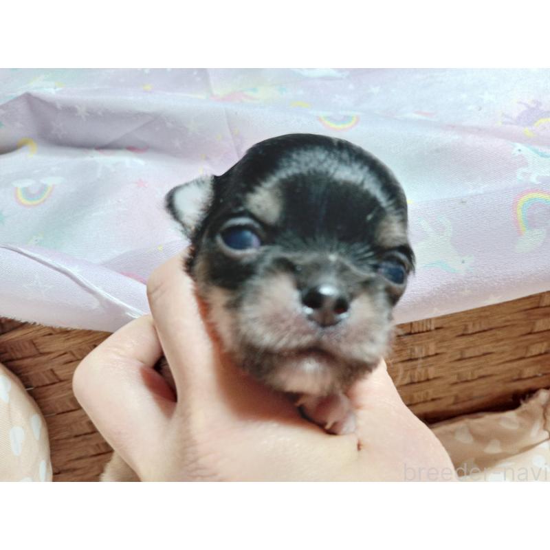 販売中の千葉県のチワワ(ロングコート)-419078の6枚目