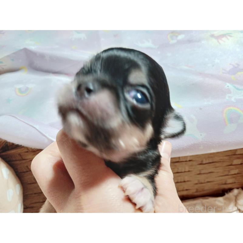 販売中の千葉県のチワワ(ロングコート)-419078の5枚目