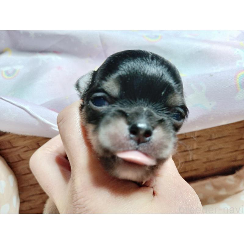 販売中の千葉県のチワワ(ロングコート)-419078の4枚目