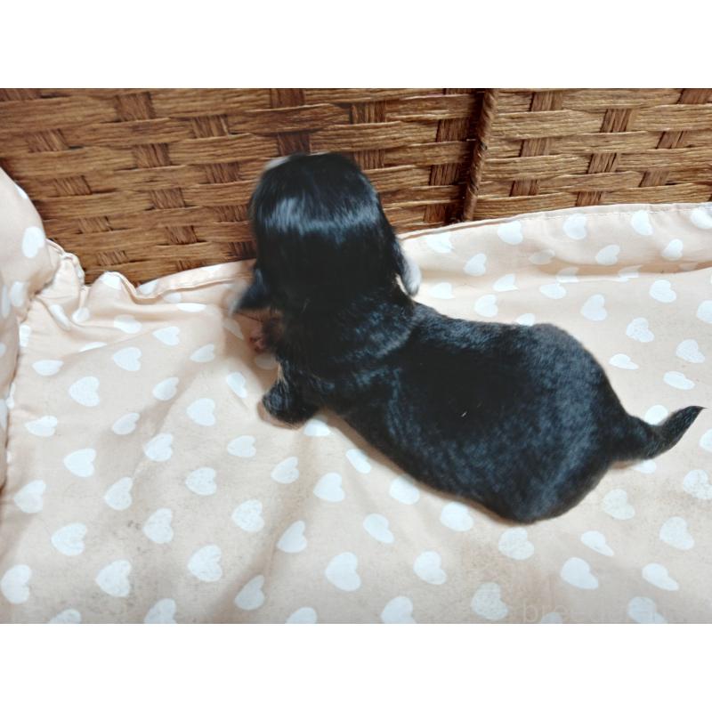 販売中の千葉県のチワワ(ロングコート)-419078の3枚目