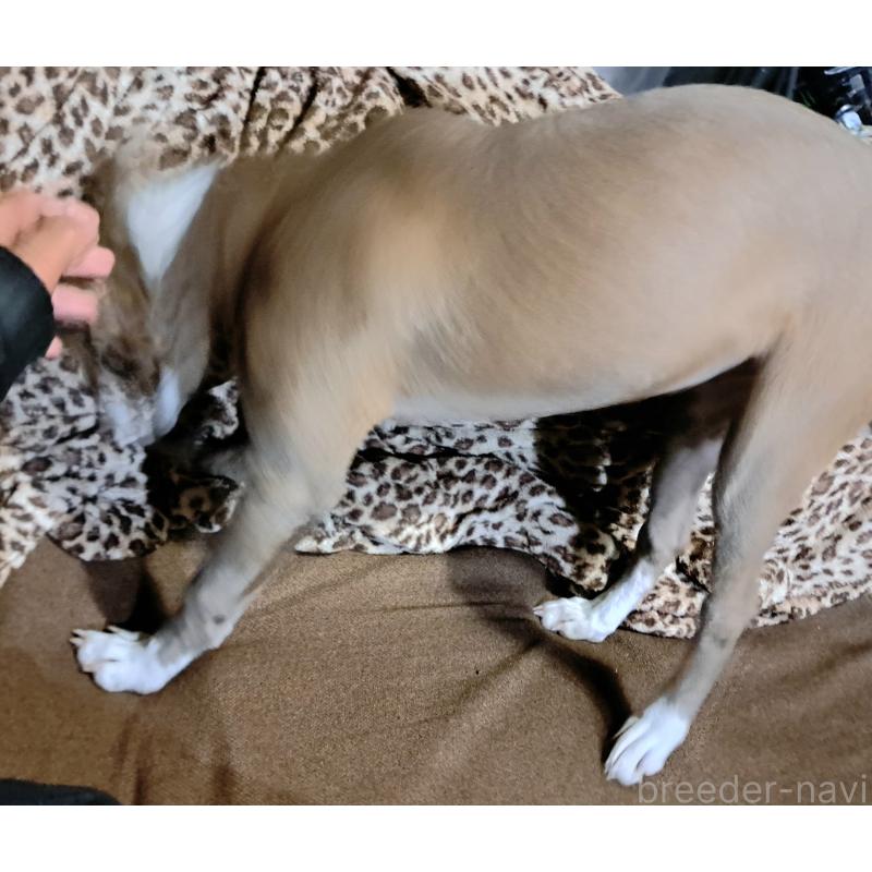 販売中の千葉県のミックス犬-406839の4枚目