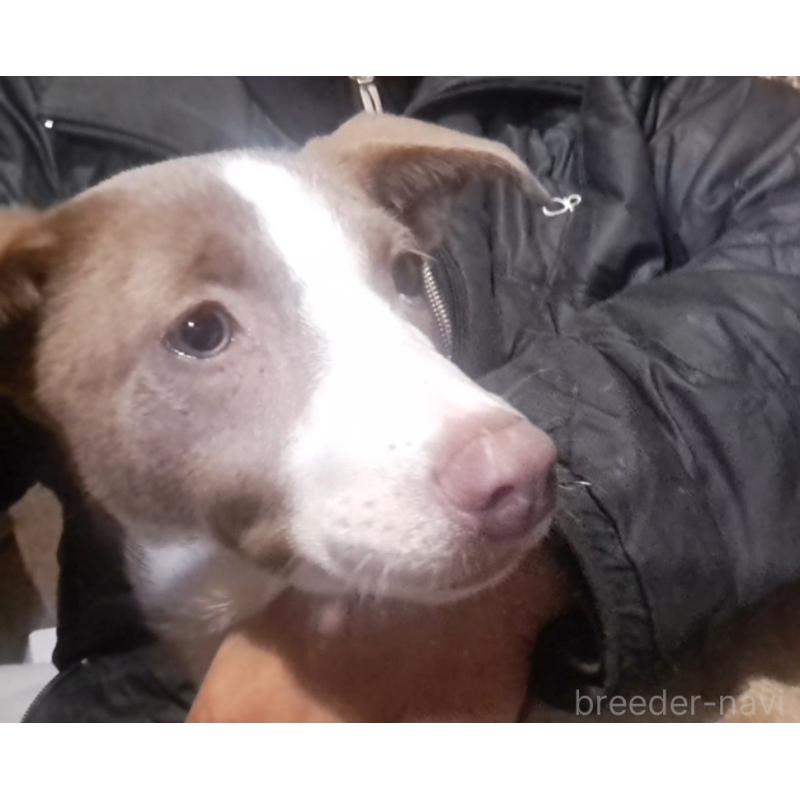 販売中の千葉県のミックス犬-406839の3枚目