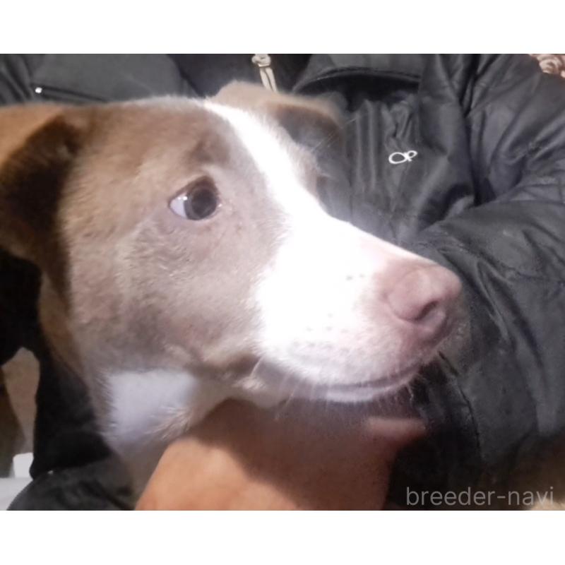 販売中の千葉県のミックス犬-406839の2枚目