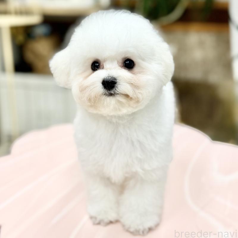 販売中の東京都のビションフリーゼ-409954