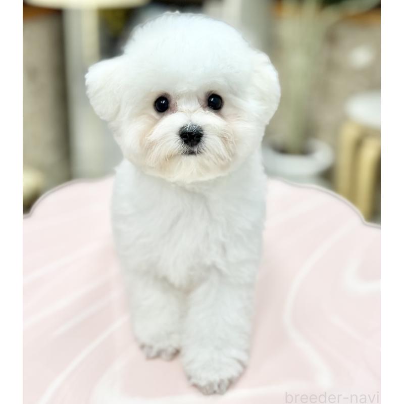 販売中の東京都のビションフリーゼ-409954の3枚目