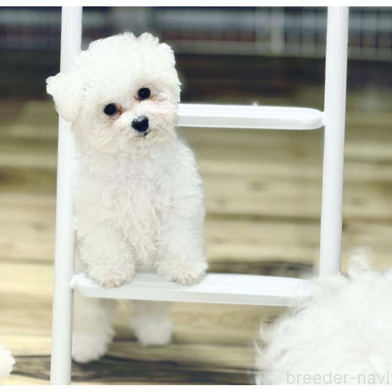 販売中の東京都のビションフリーゼ-409954の2枚目