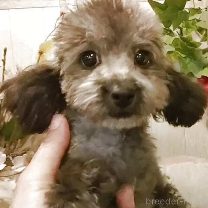 販売中の愛知県のティーカッププードル-404747