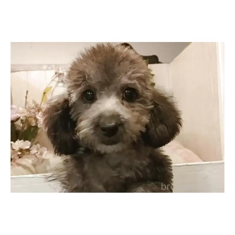 販売中の愛知県のティーカッププードル-404747の16枚目