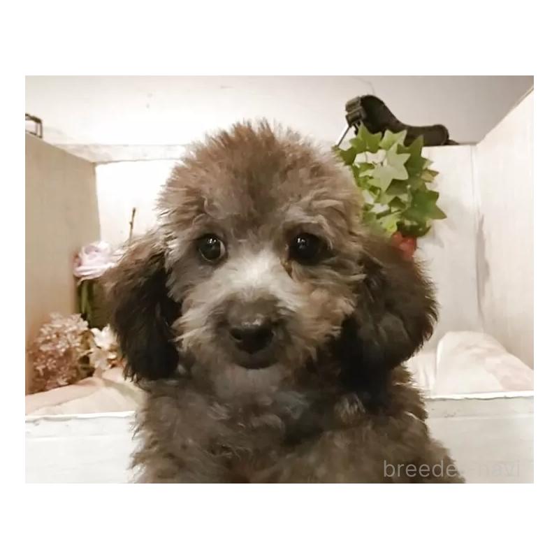 販売中の愛知県のティーカッププードル-404747の15枚目