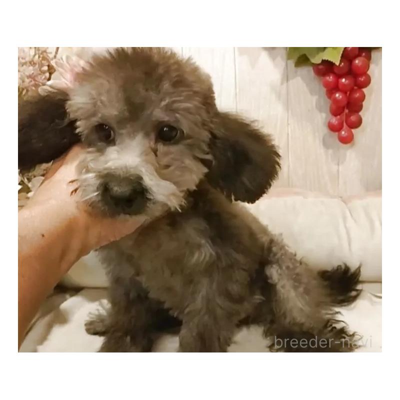 販売中の愛知県のティーカッププードル-404747の14枚目