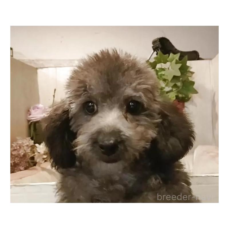 販売中の愛知県のティーカッププードル-404747の13枚目