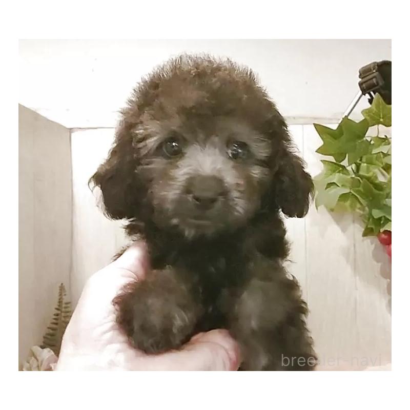 販売中の愛知県のティーカッププードル-404747の12枚目