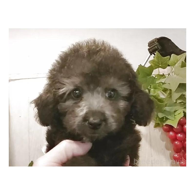 販売中の愛知県のティーカッププードル-404747の11枚目