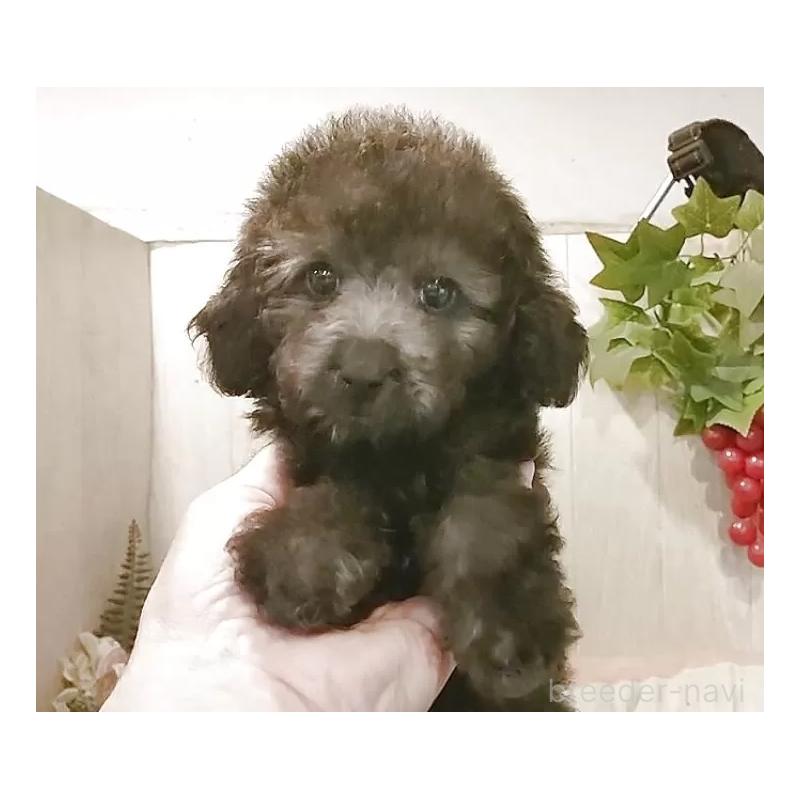 販売中の愛知県のティーカッププードル-404747の10枚目