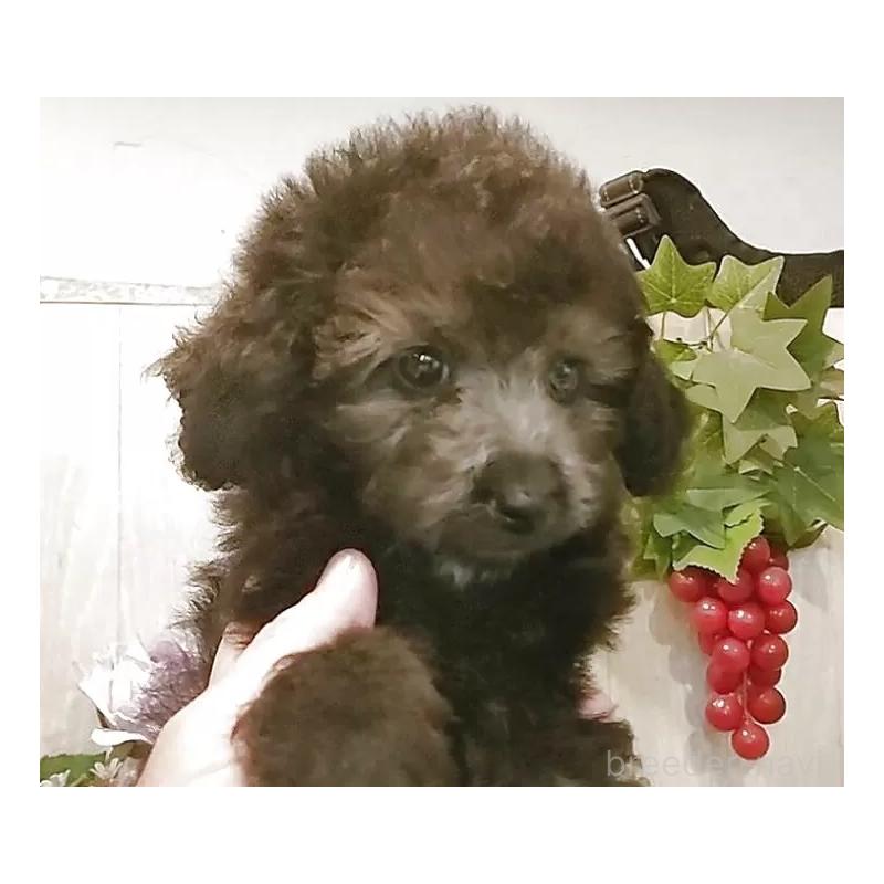 販売中の愛知県のティーカッププードル-404747の9枚目