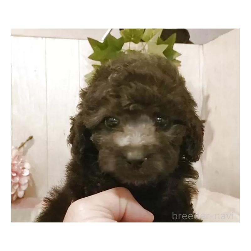 販売中の愛知県のティーカッププードル-404747の8枚目