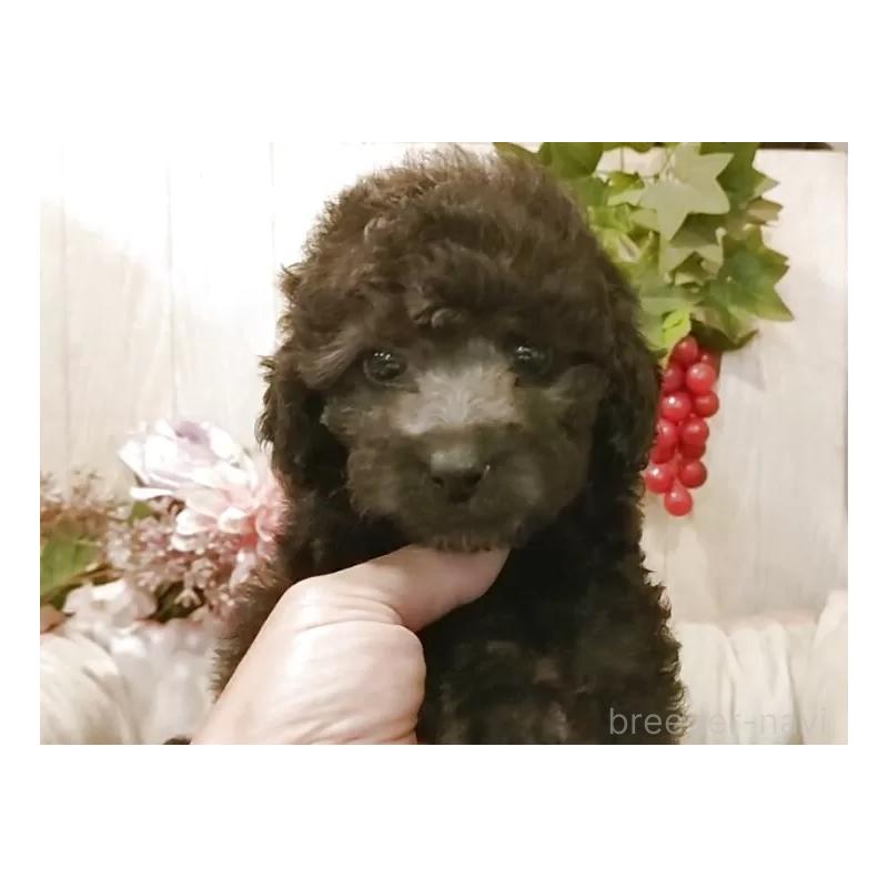 販売中の愛知県のティーカッププードル-404747の7枚目