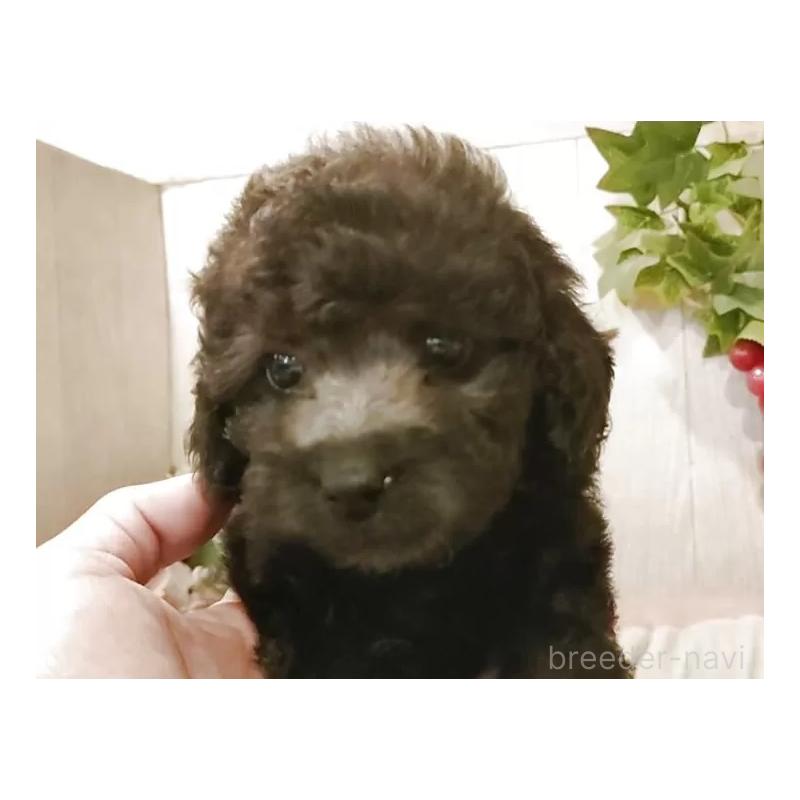 販売中の愛知県のティーカッププードル-404747の6枚目