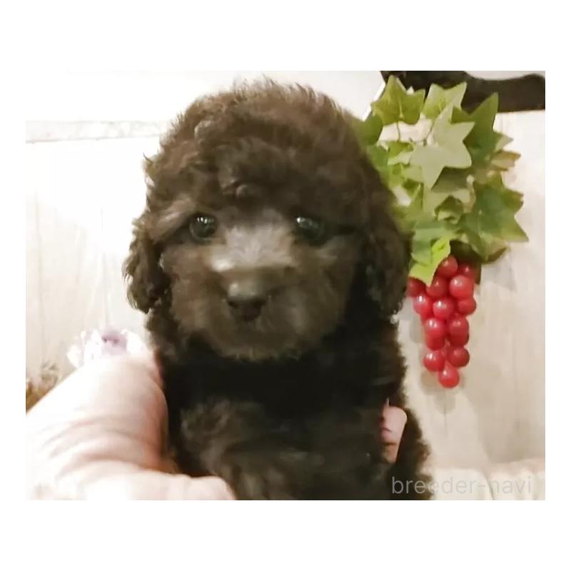 販売中の愛知県のティーカッププードル-404747の5枚目