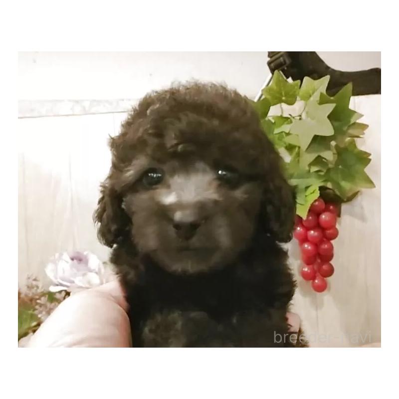 販売中の愛知県のティーカッププードル-404747の4枚目