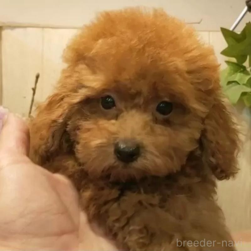 販売中の愛知県のティーカッププードル-409551