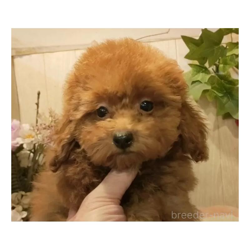 成約済の愛知県のティーカッププードル-409551の16枚目