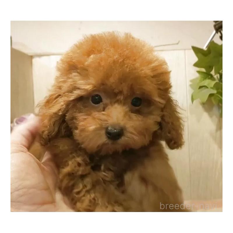 成約済の愛知県のティーカッププードル-409551の15枚目